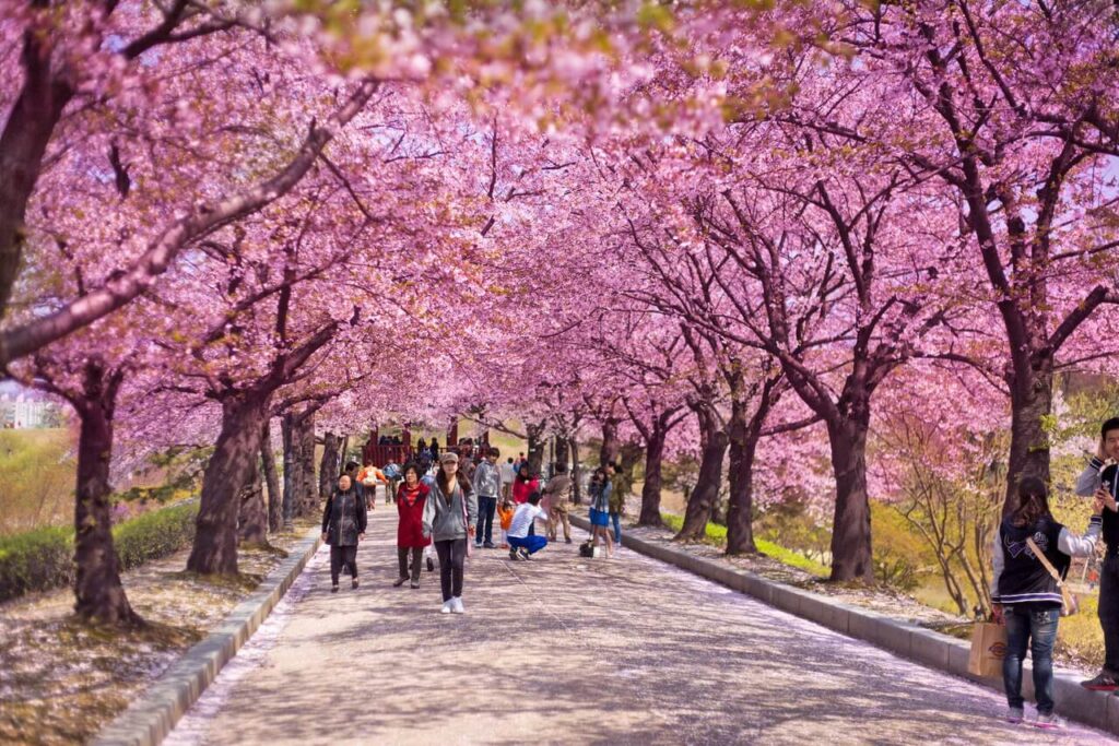 Lễ hội hoa anh đào hàn quóc